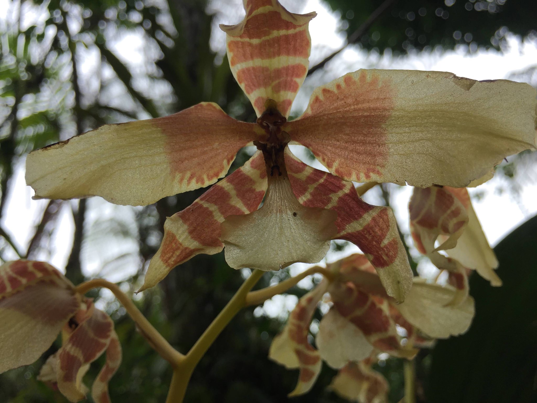 Rossioglossum williamsianum